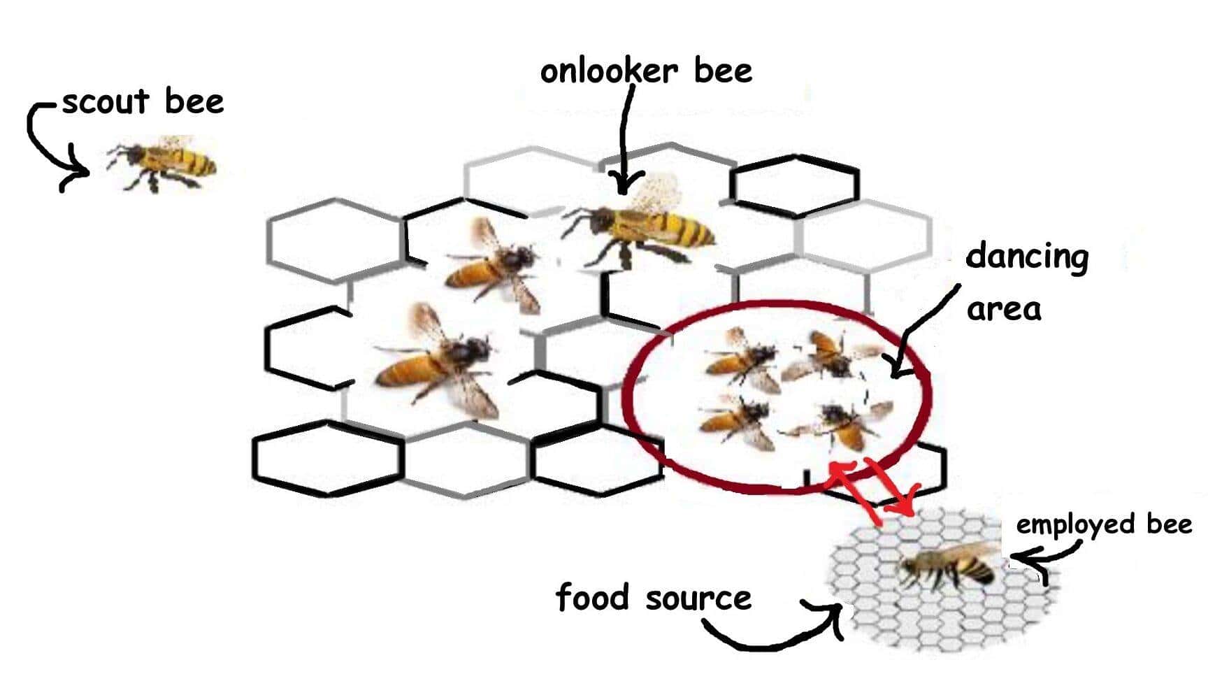 EDNCP using Artificial Bee Colony Algorithm